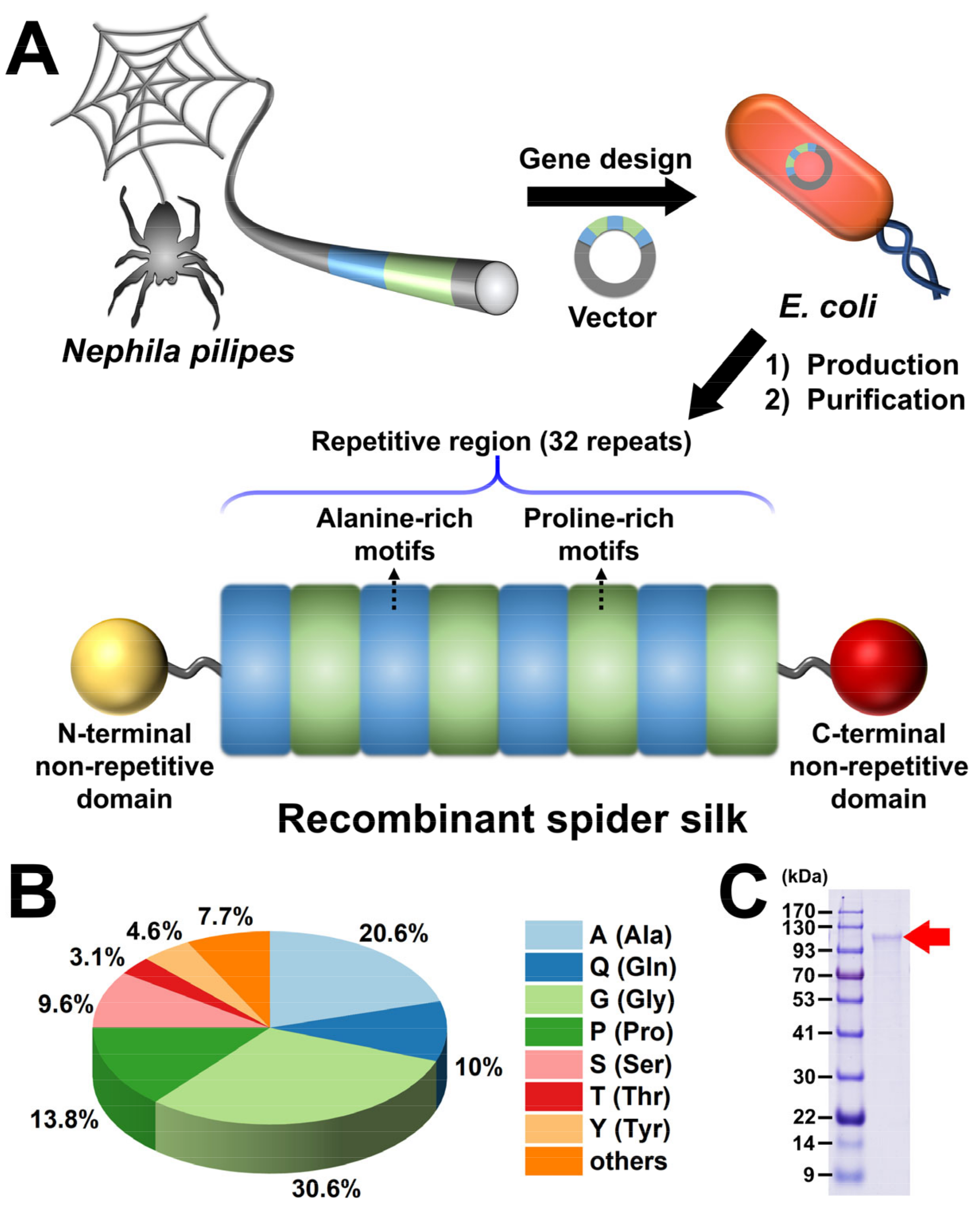 Polymers Free Full Text Self Healing Of Recombinant Spider Silk Gel And Coating 