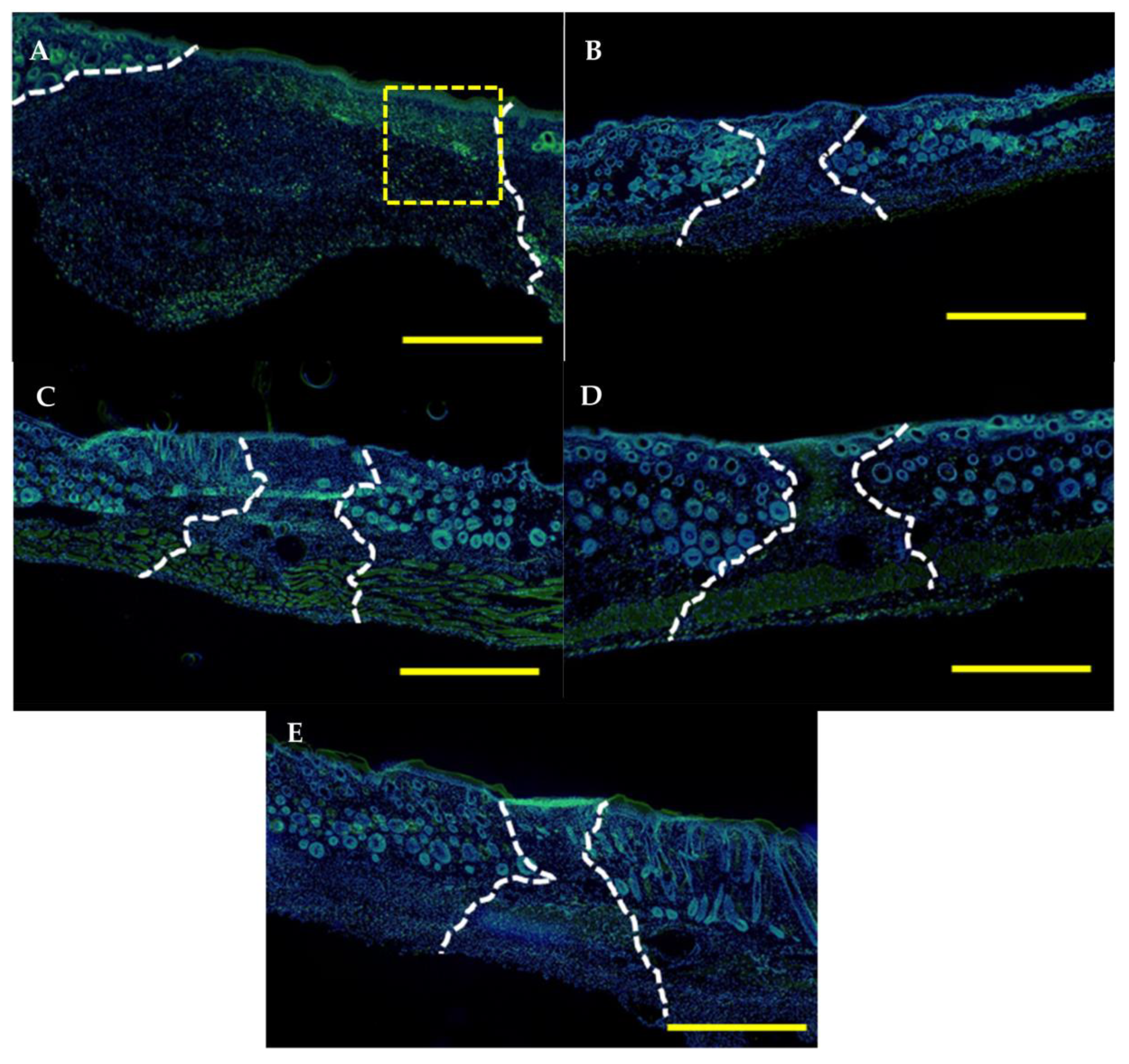 Polymers 15 01905 g013