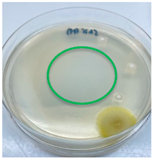 Polymers 15 02328 i003