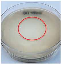 Polymers 15 02328 i006