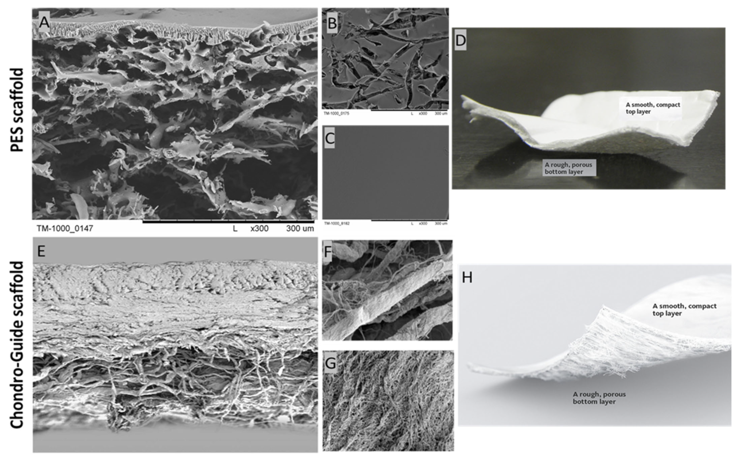 Polymers 15 02360 g002 Polymers 15 02360 g002