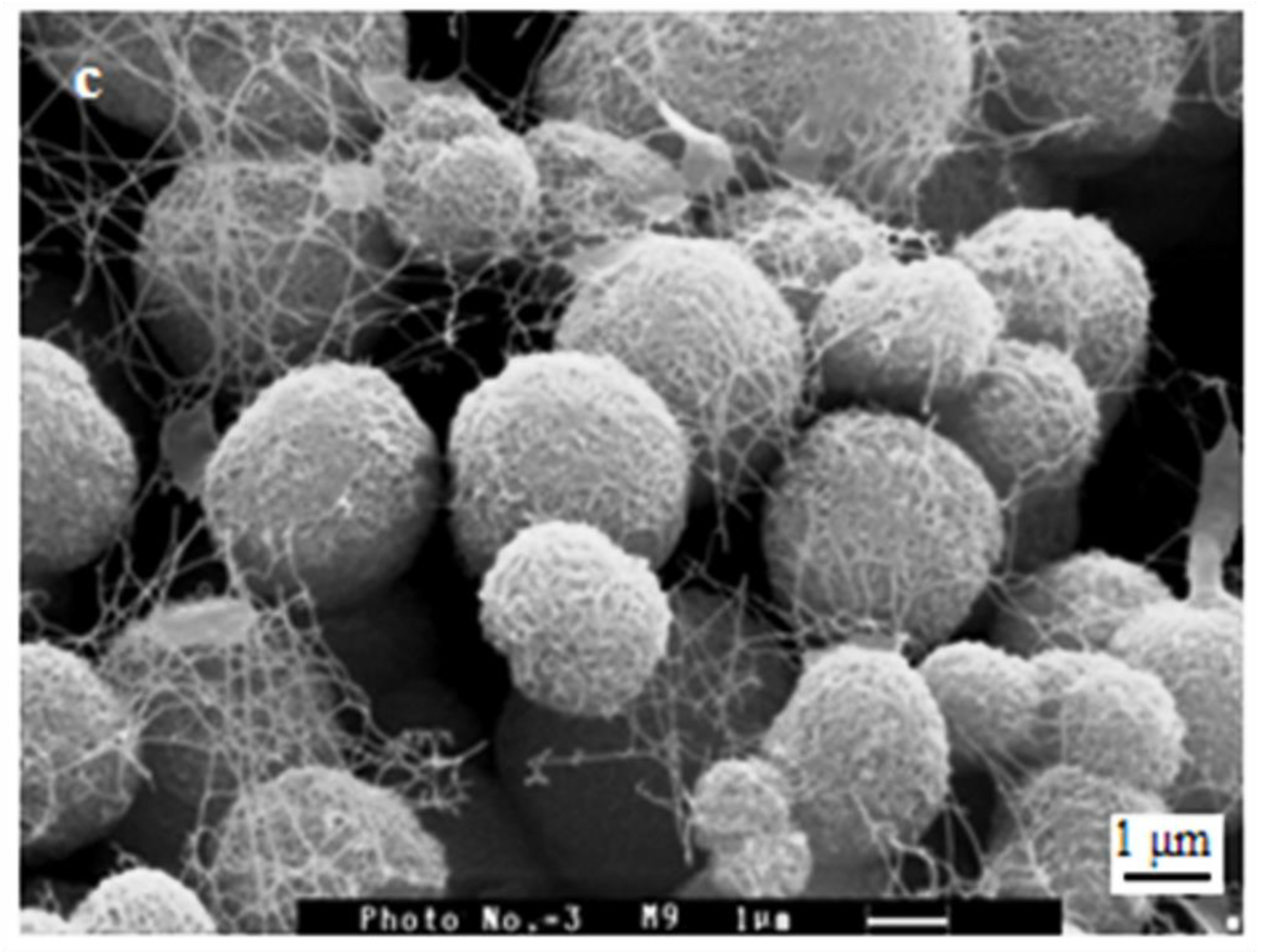 Polymers 15 02470 g006b