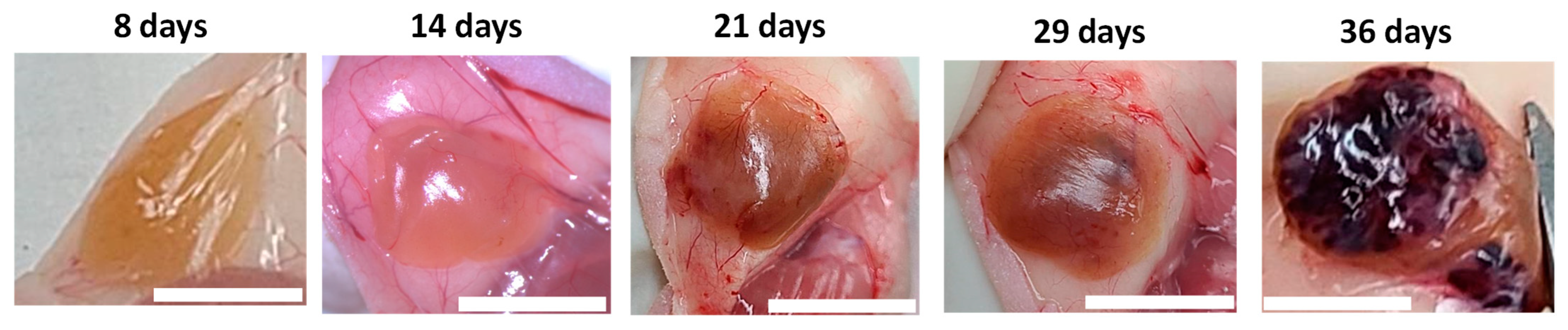 Polymers 15 02584 g002