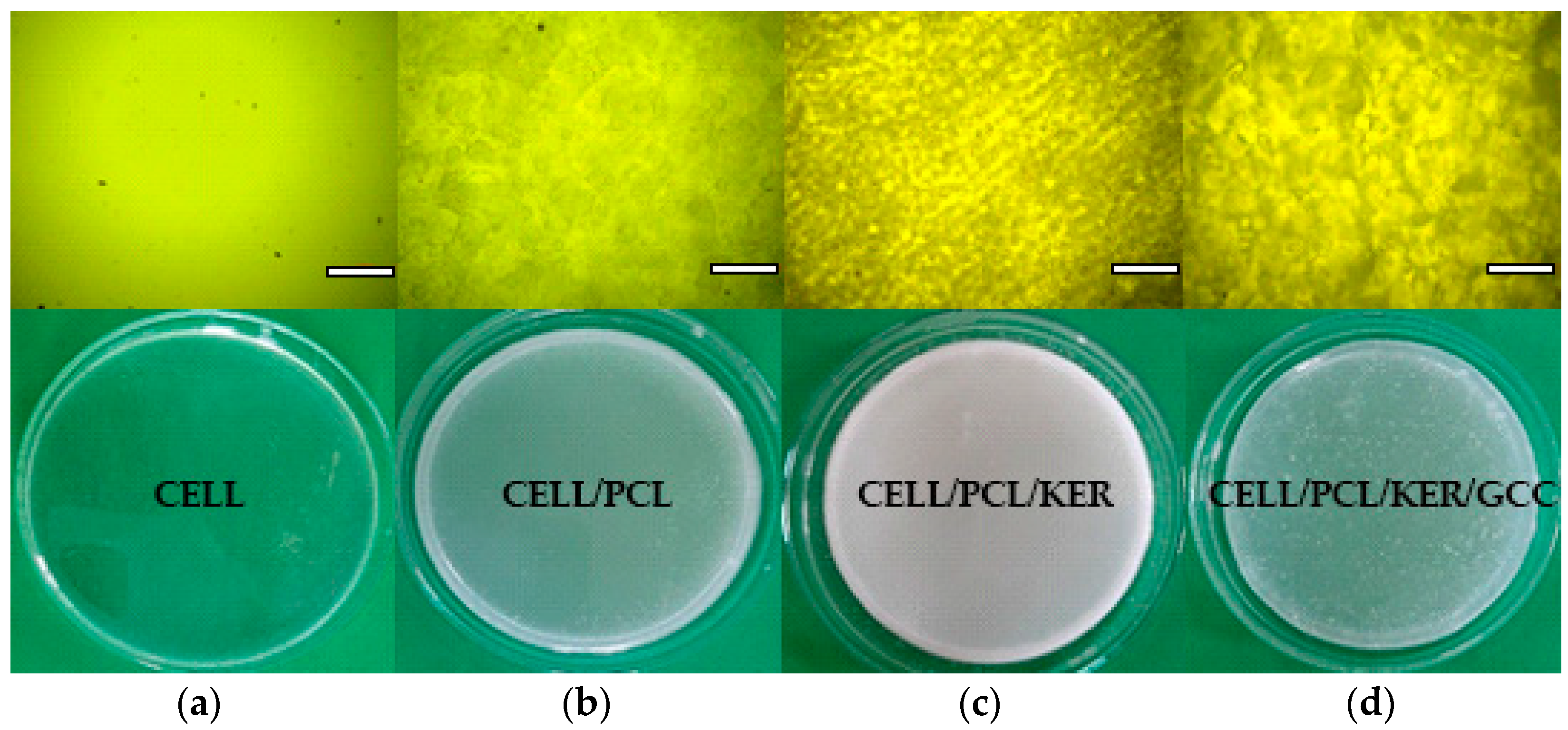 Polymers 15 02729 g007