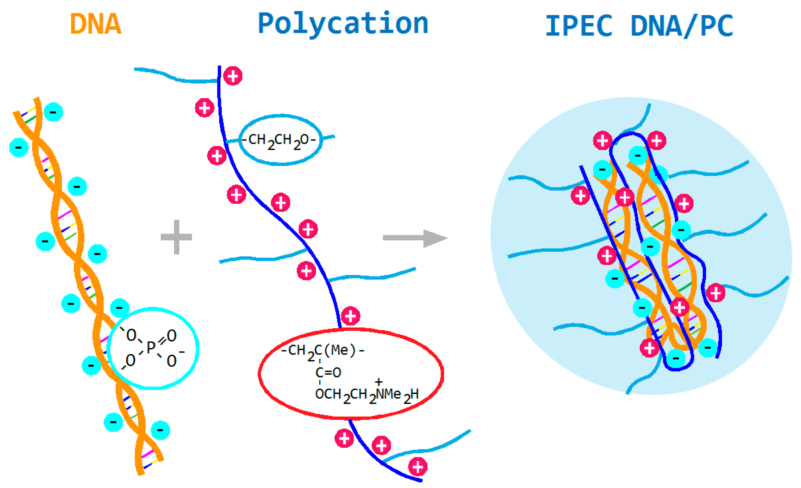 Polymers for DNA Vaccine Delivery  ACS Biomaterials Science & Engineering