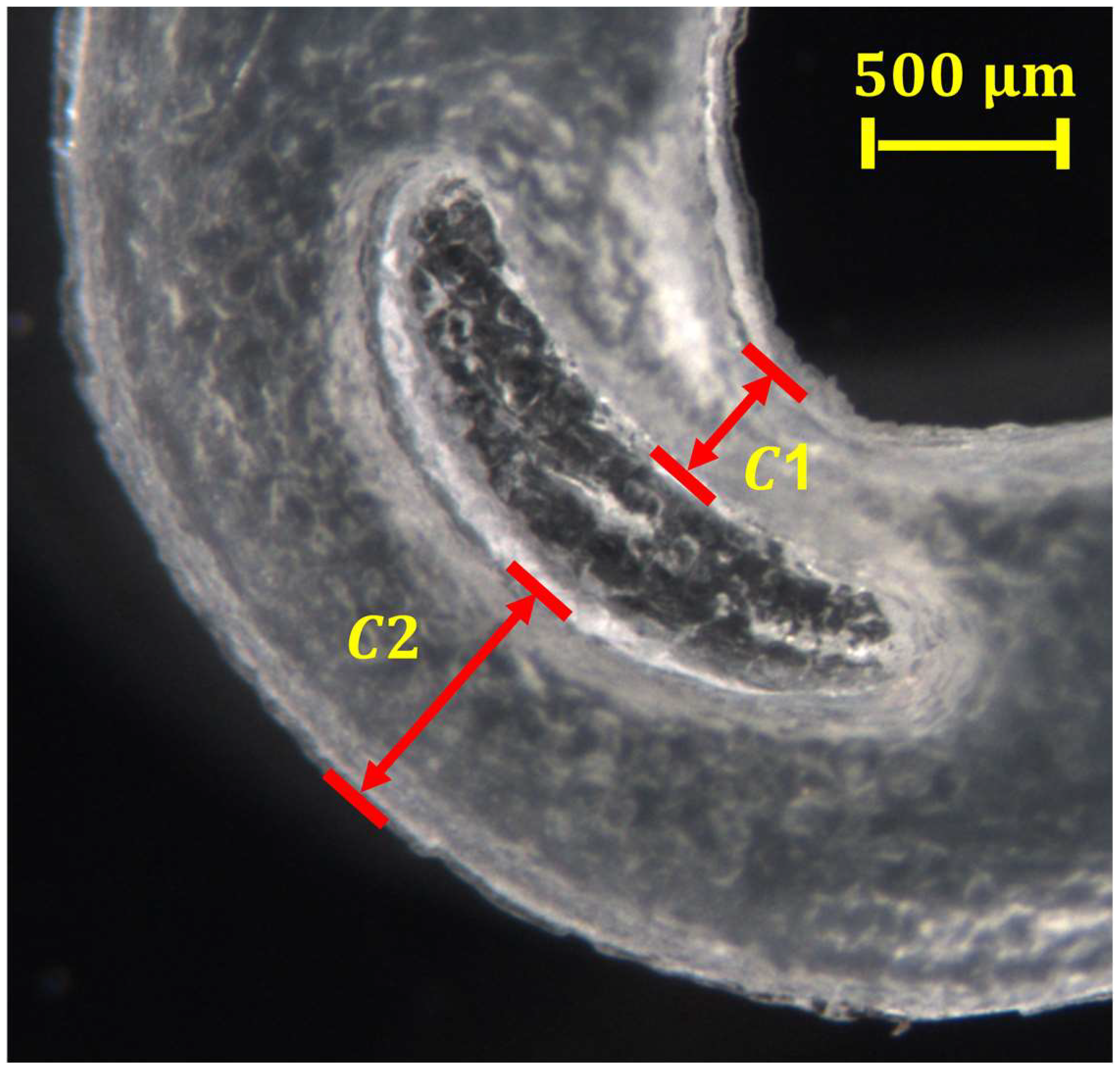 Polymers 15 03049 g008