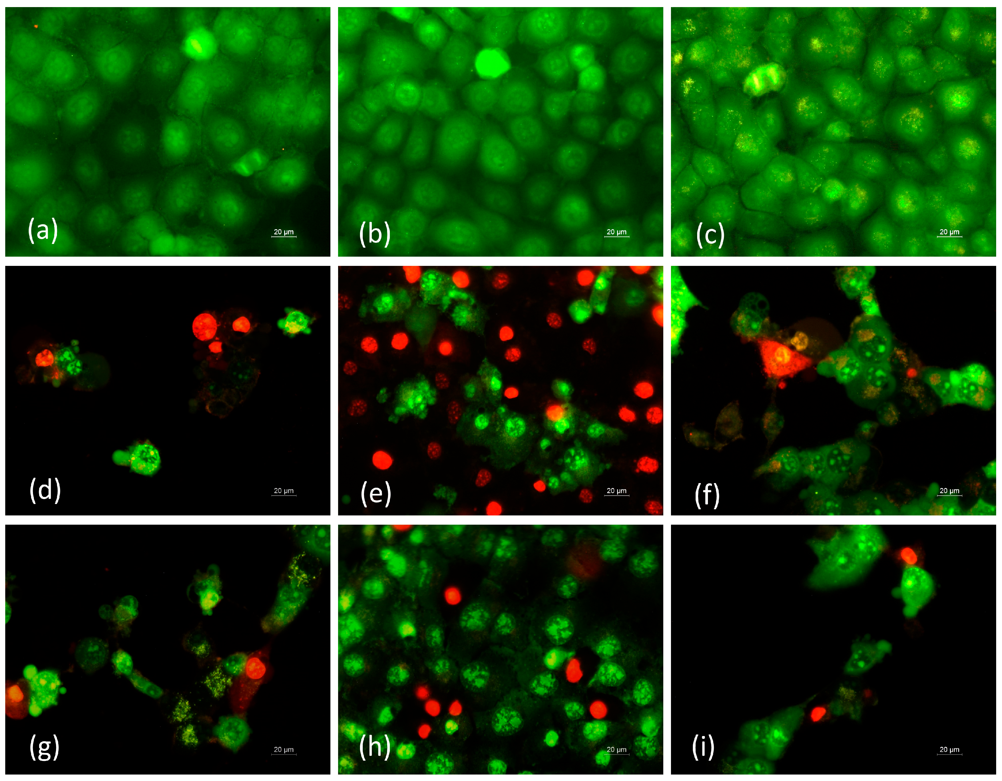 Polymers 15 03140 g009