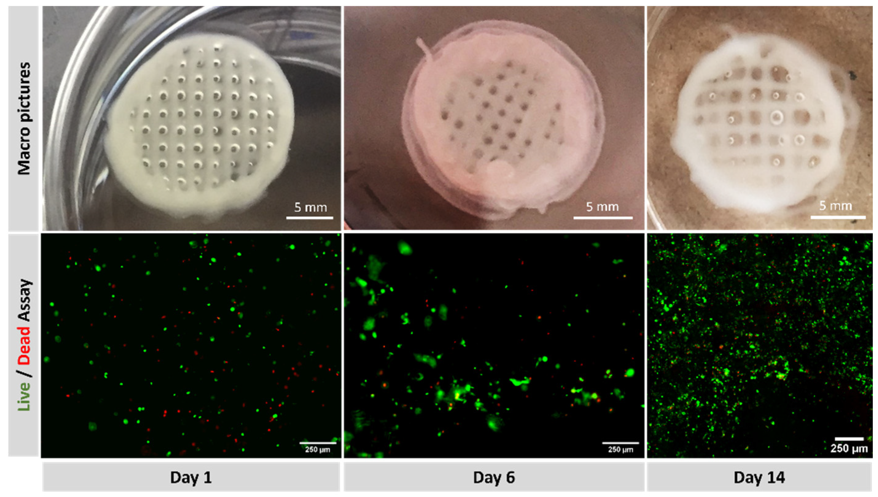 Polymers 15 03196 g008 Polymers 15 03196 g008