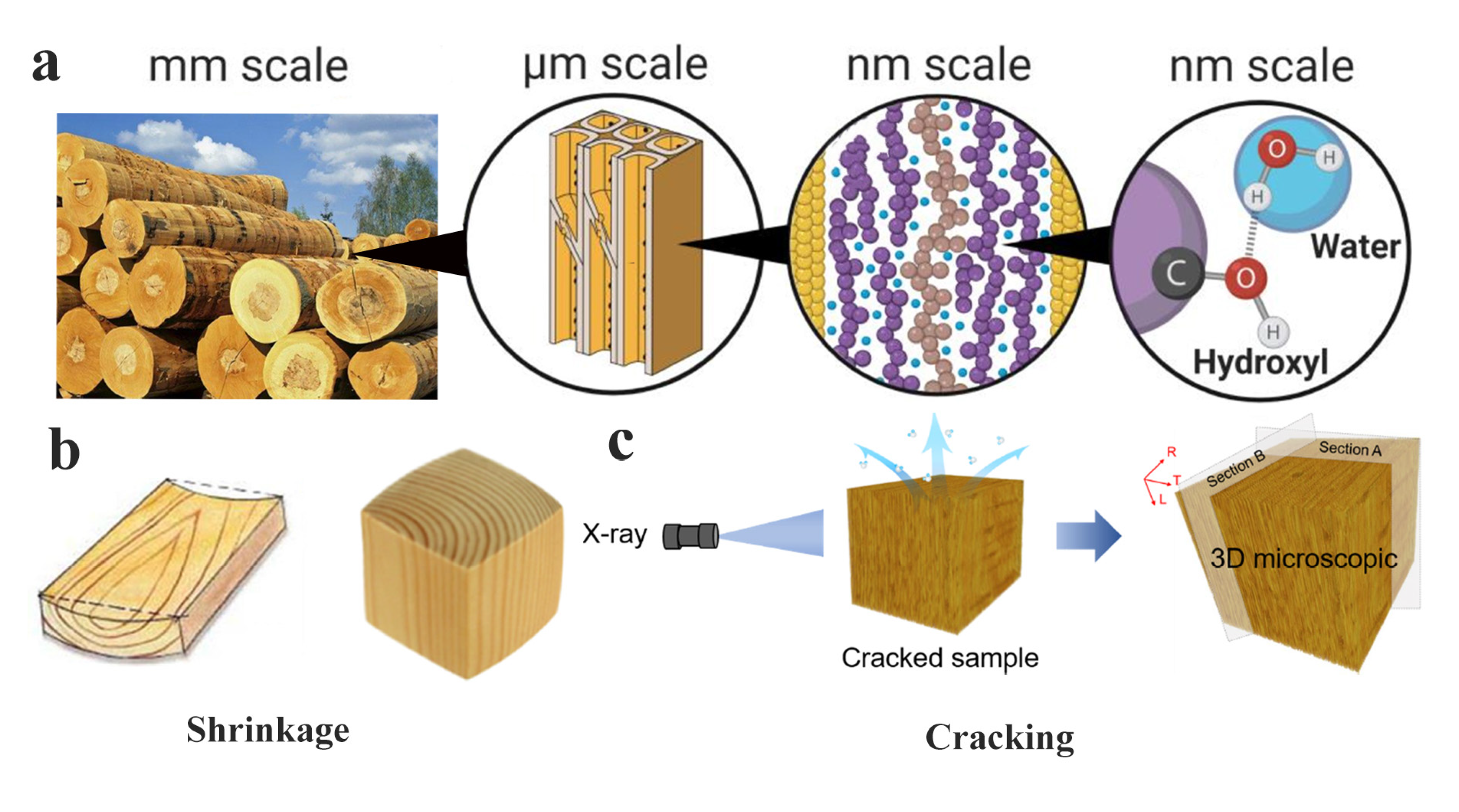 Polymers | Free Full-Text | Review on Wood Deformation and Cracking during  Moisture Loss