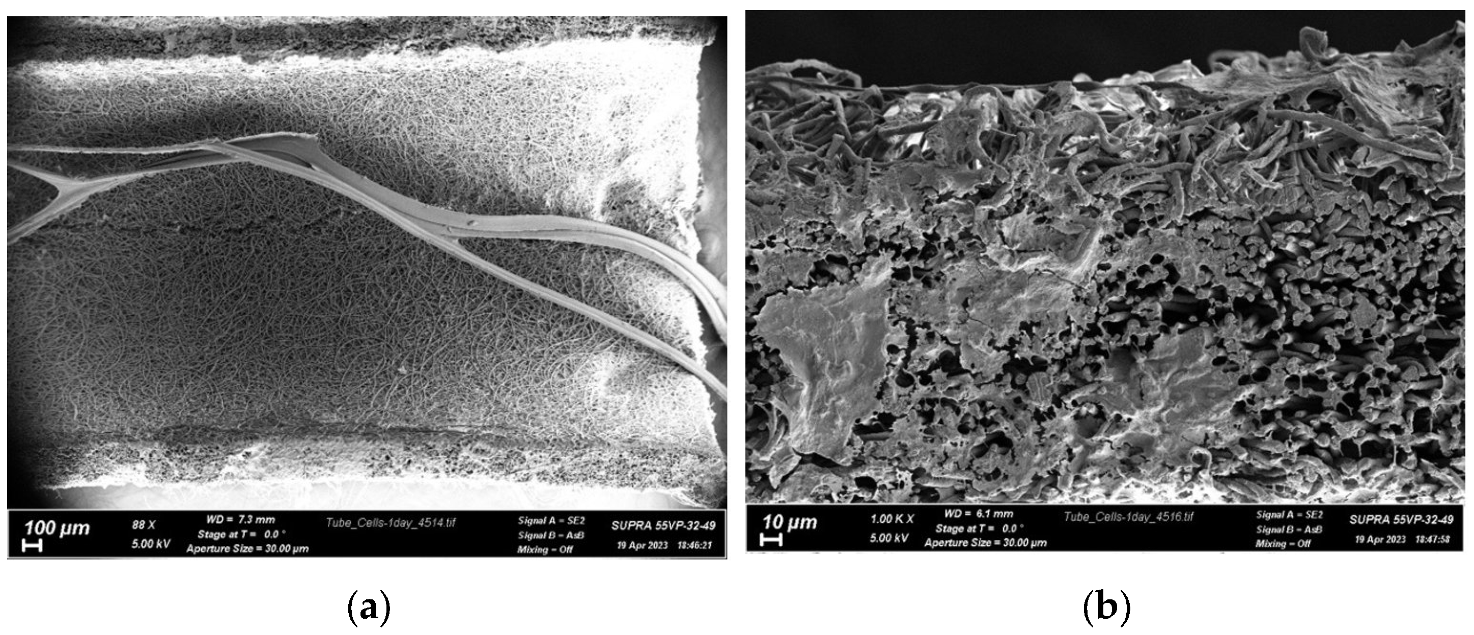 Polymers 15 03323 g006