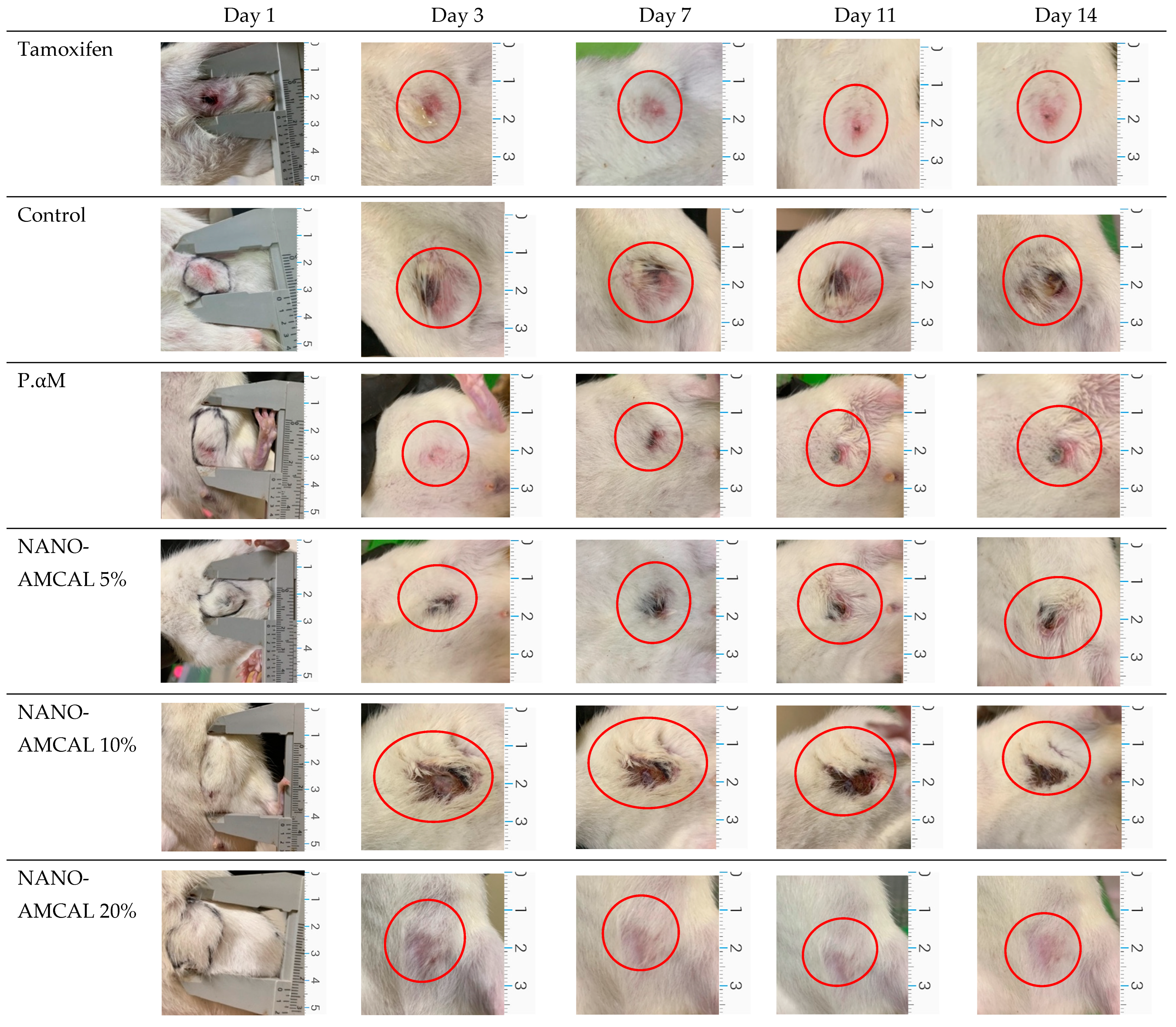 Comparison of purse-string suture versus over-the-scope clip for gastric  endoscopic full-thickness closure: traction and leak pressure testing in ex  vivo porcine model | BMC Surgery | Full Text
