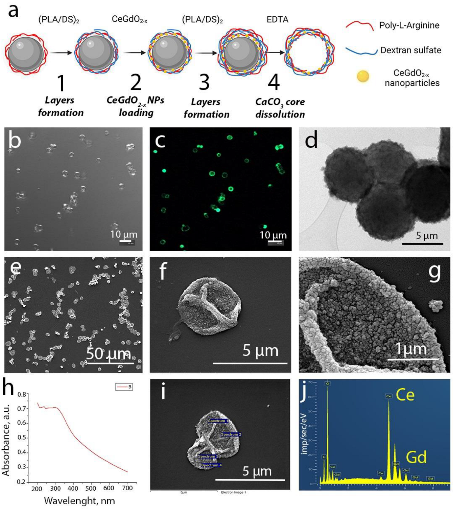 Cerium oxide nanoparticles with antioxidant capabilities and gadolinium  integration for MRI contrast enhancement