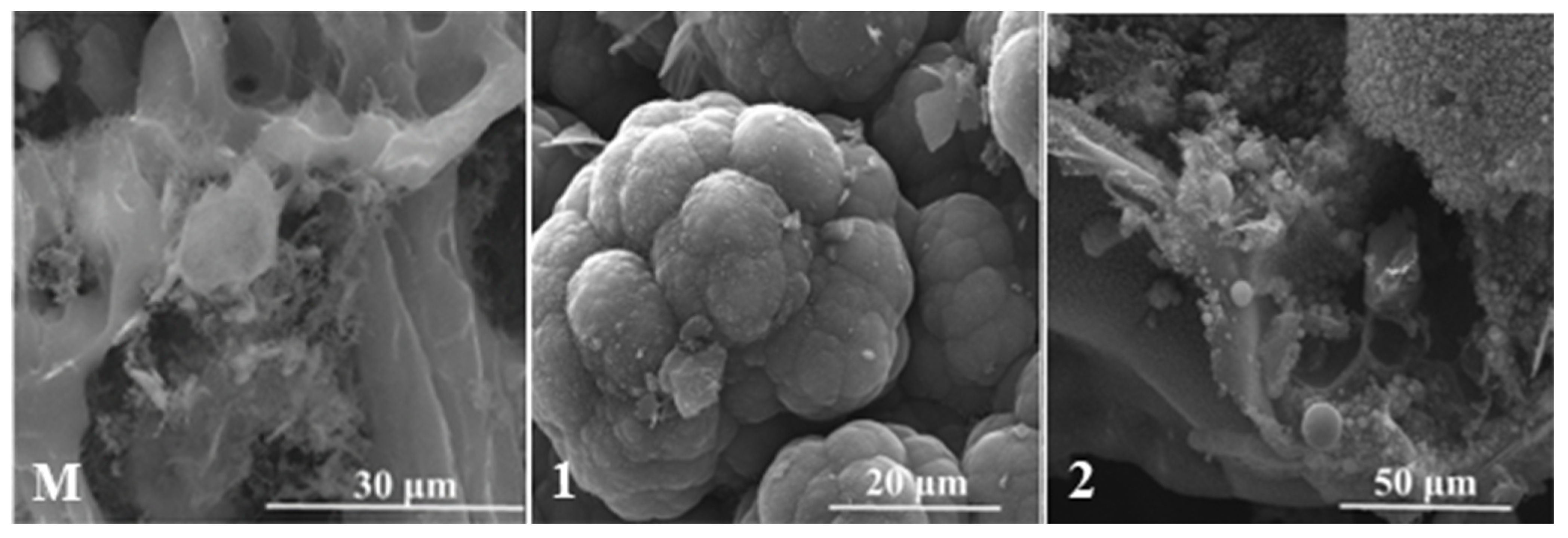 Polymers 15 04016 g011 Polymers 15 04016 g011