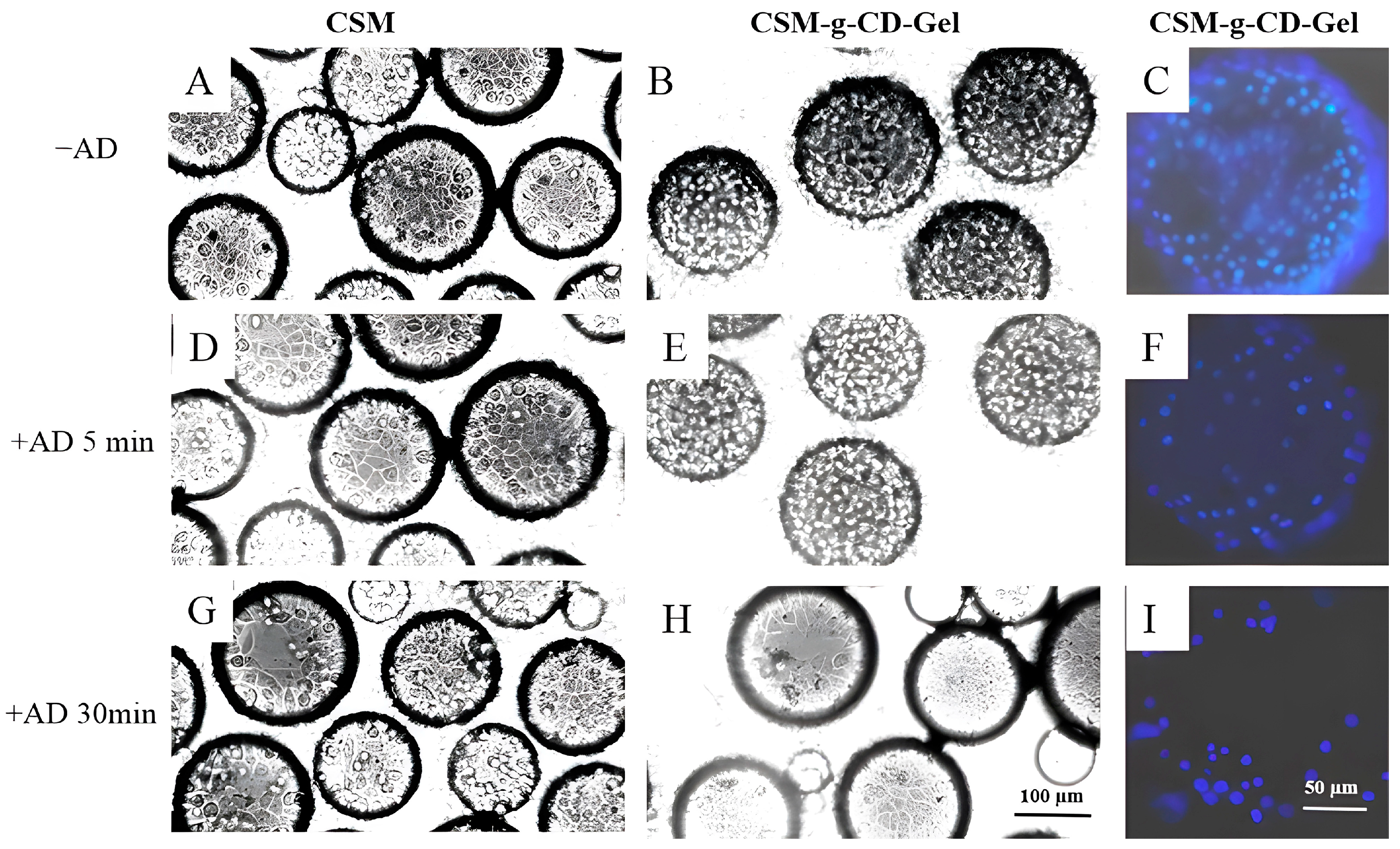 Polymers 15 04024 g007