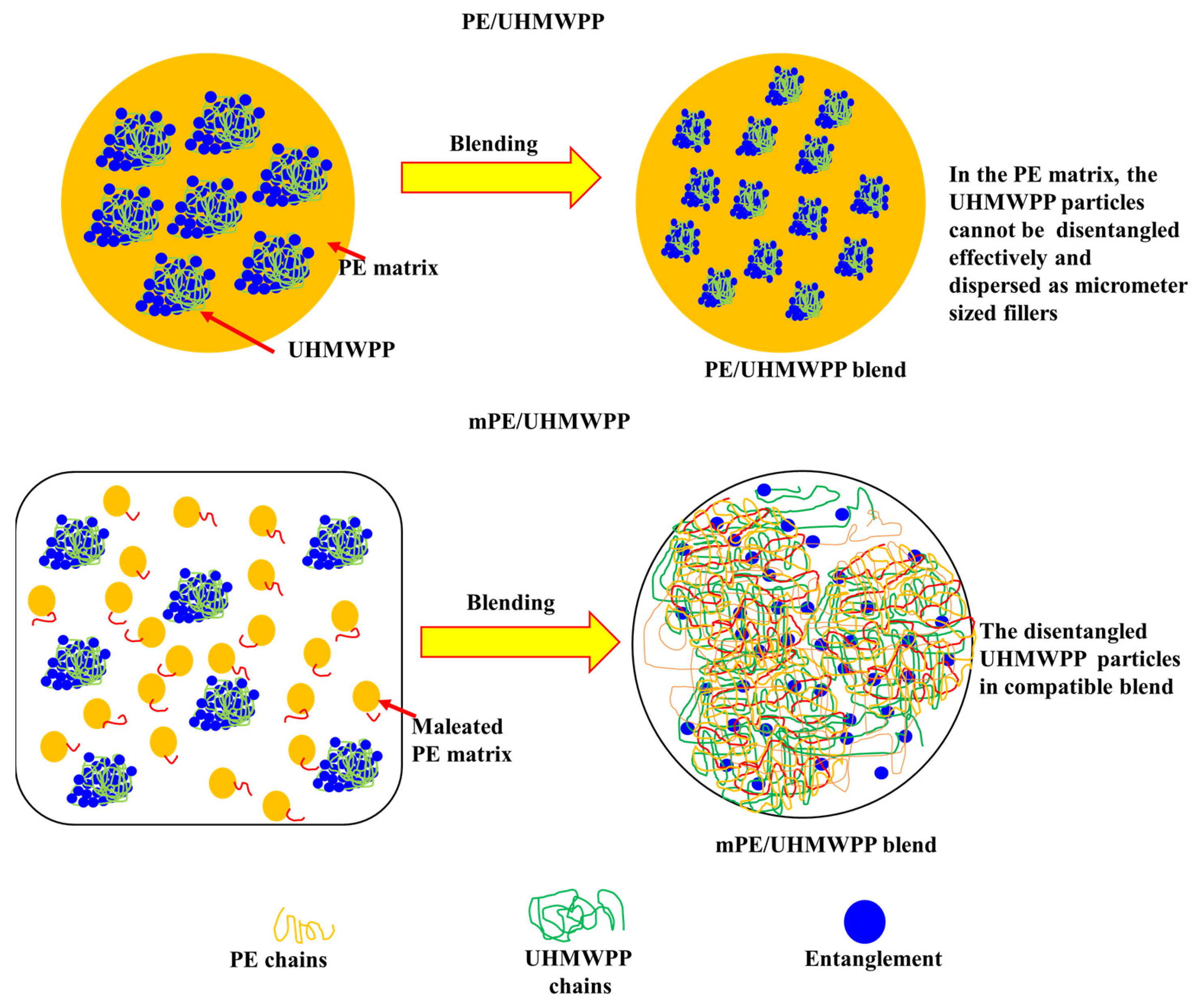 Origin of high thermal conductivity in disentangled ultra-high