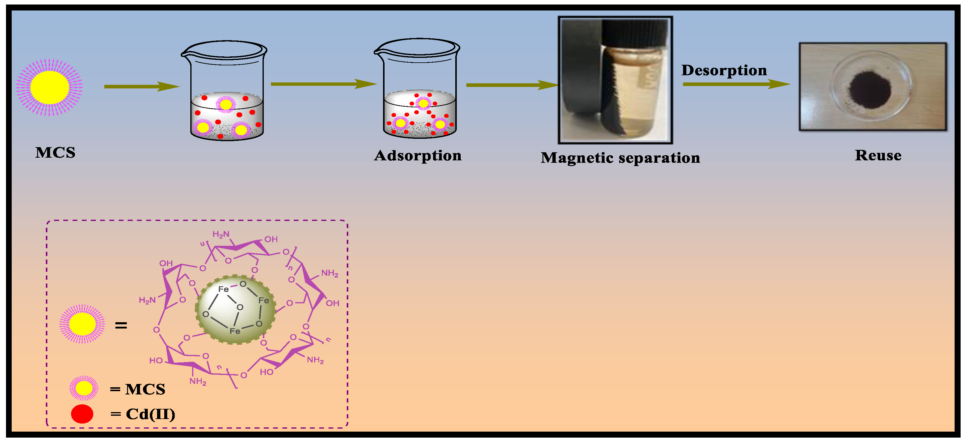 Magnetic Nanocomposites Containing Low and Medium-Molecular Weight Chitosan  for Dye Adsorption: Hydrophilic Property Versus Functional Groups