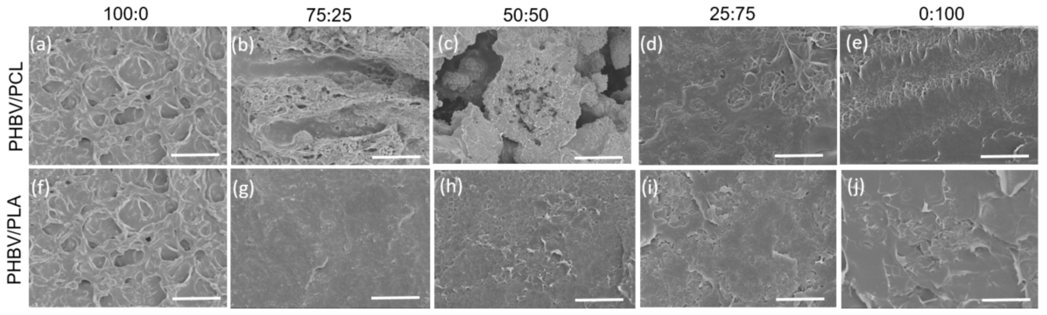 Polymers Free FullText Poly(3hydroxybutyrateco3hydroxyvalerate