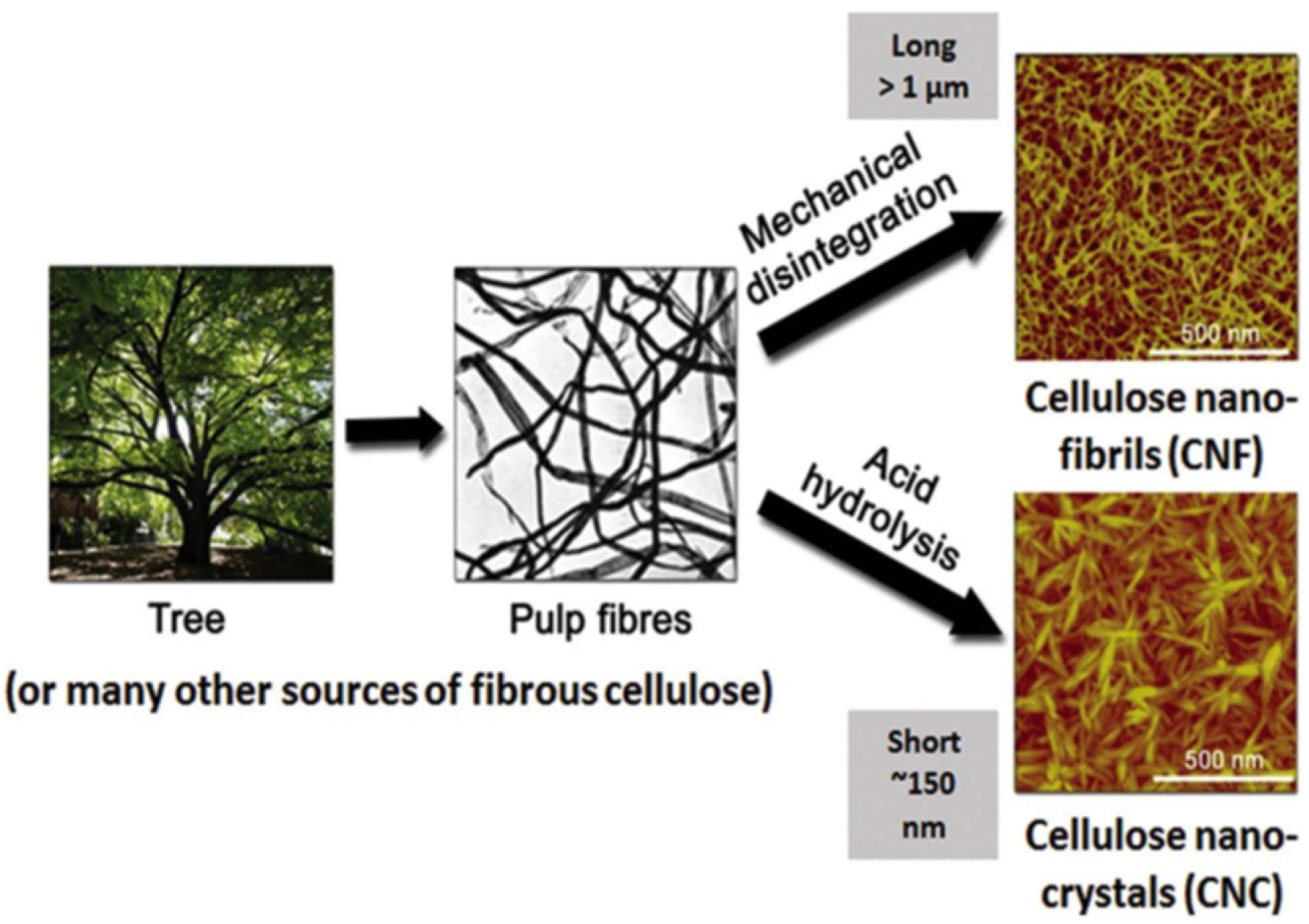 Polymers 16 00051 g005