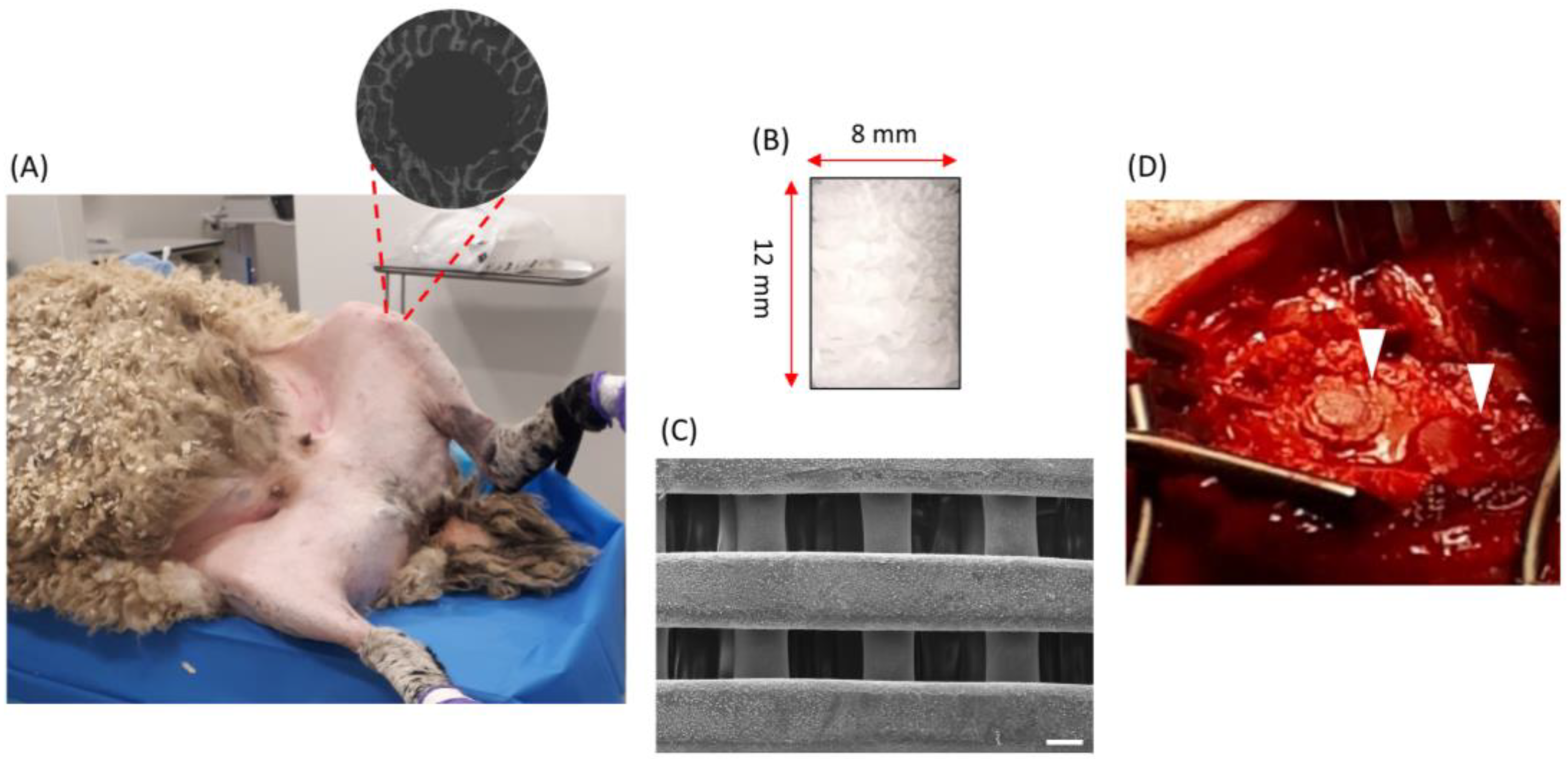 Polymers 16 00066 g001