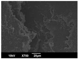 Polymers 16 00320 i001