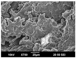 Polymers 16 00320 i004