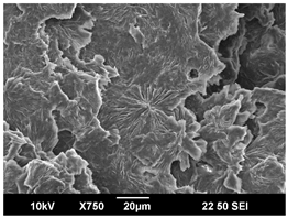 Polymers 16 00320 i005