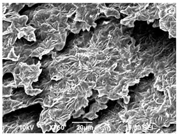 Polymers 16 00320 i007