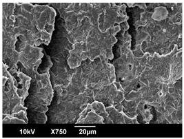 Polymers 16 00320 i009