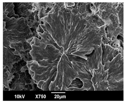 Polymers 16 00320 i016