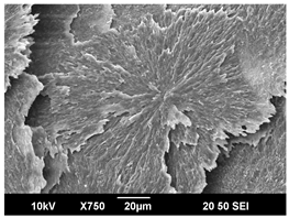 Polymers 16 00320 i020