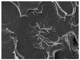 Polymers 16 00320 i021