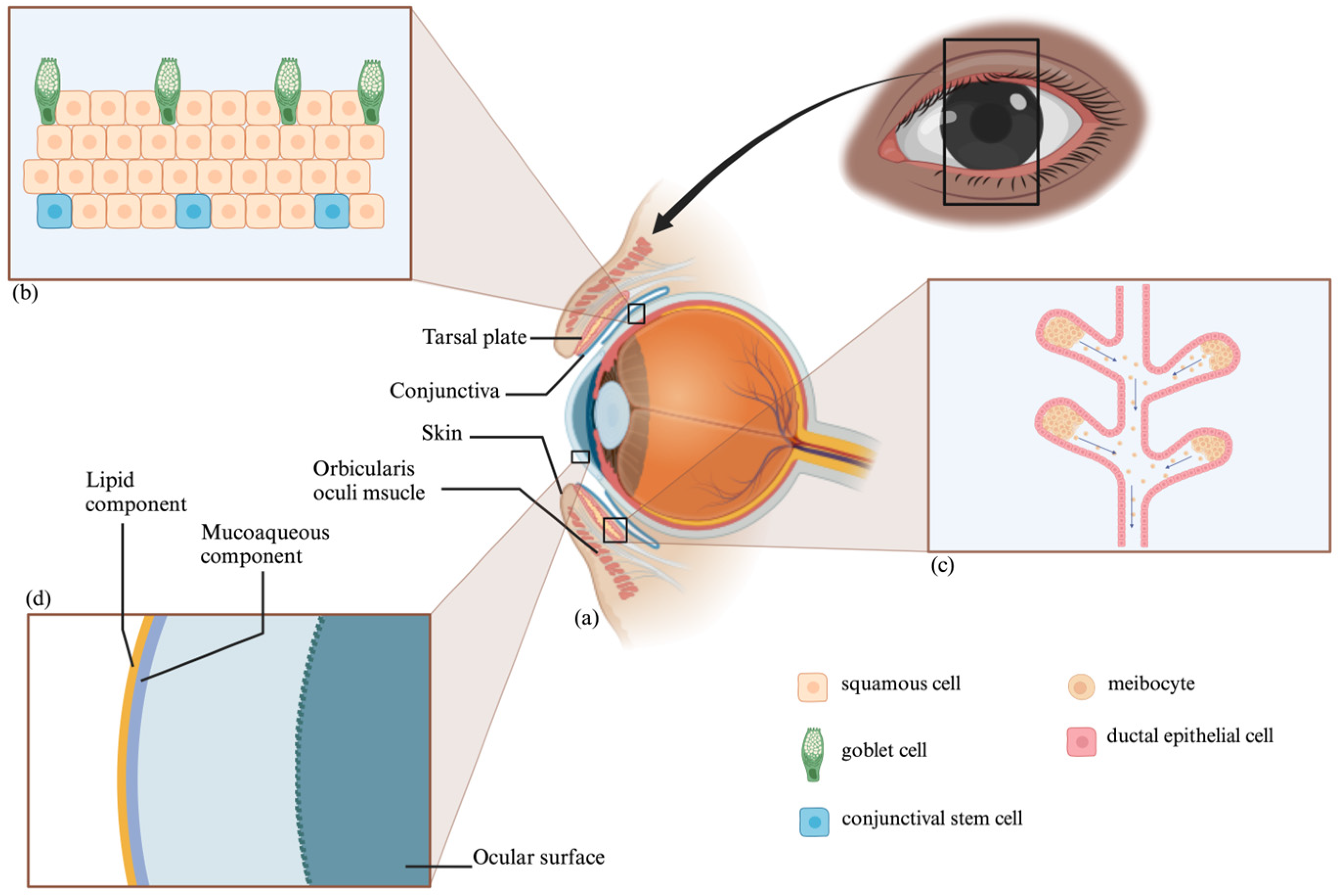 Polymers 16 00352 g002