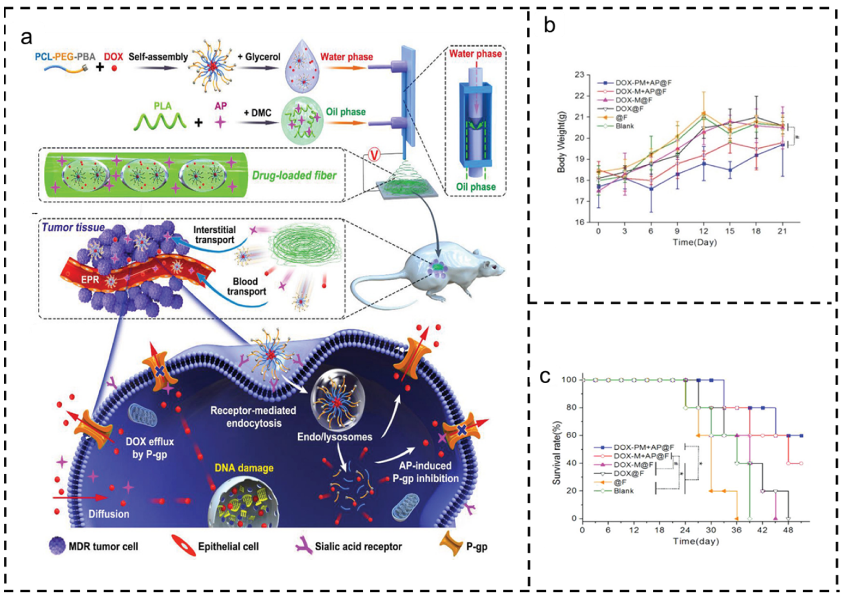 Polymers 16 00504 g004