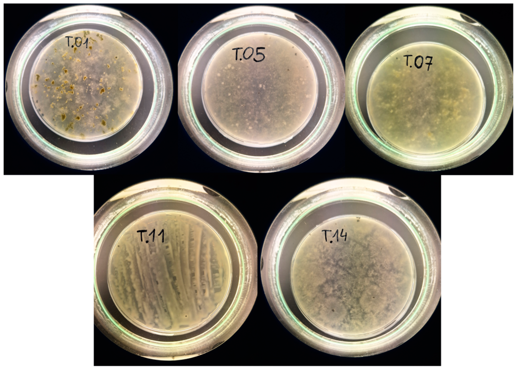 Polymers 16 00574 g001
