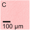 Polymers 16 00644 i001