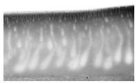 Polymers 16 00703 i002