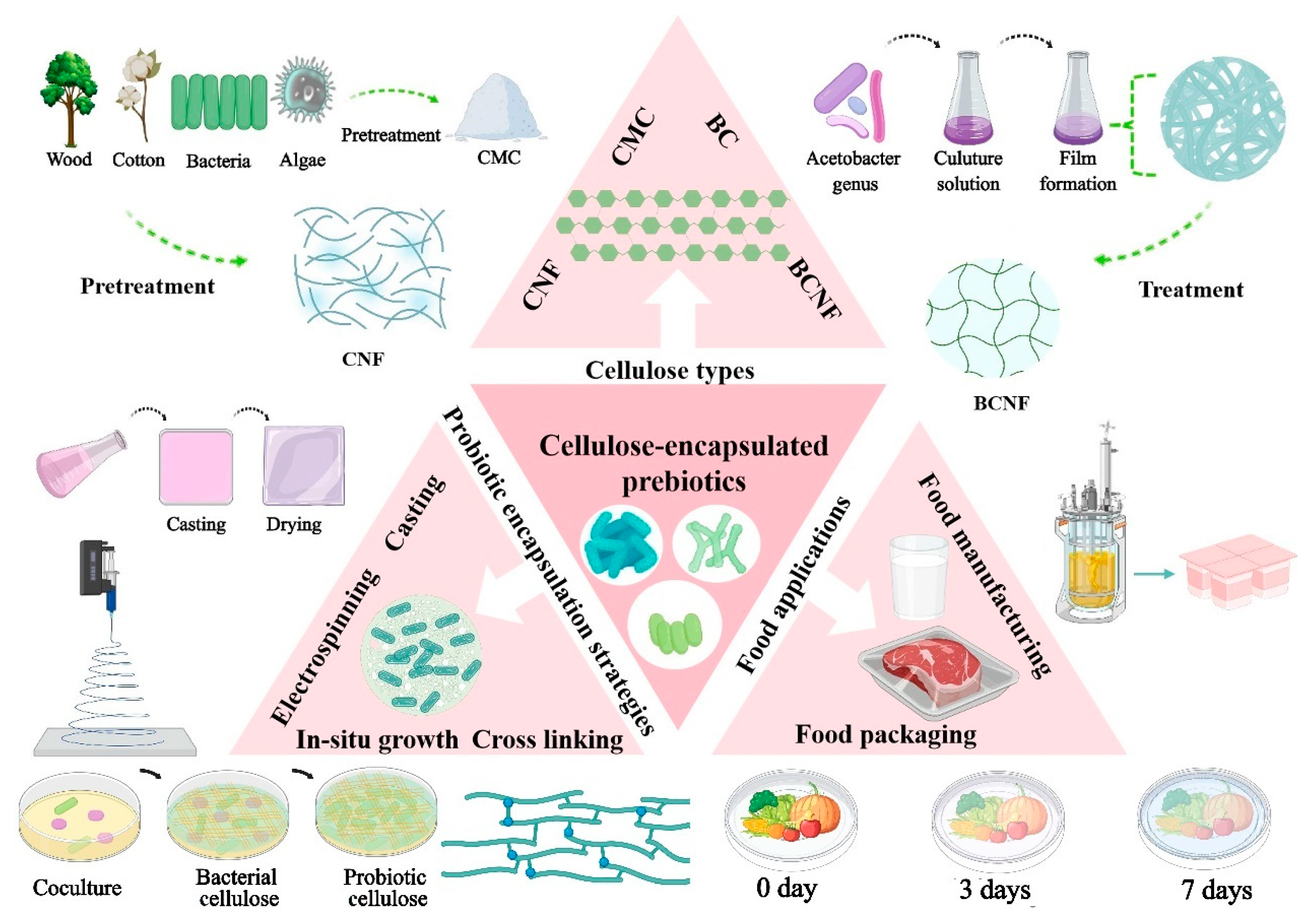 Polymers | Free Full-Text | Delivery of Probiotics with Cellulose 