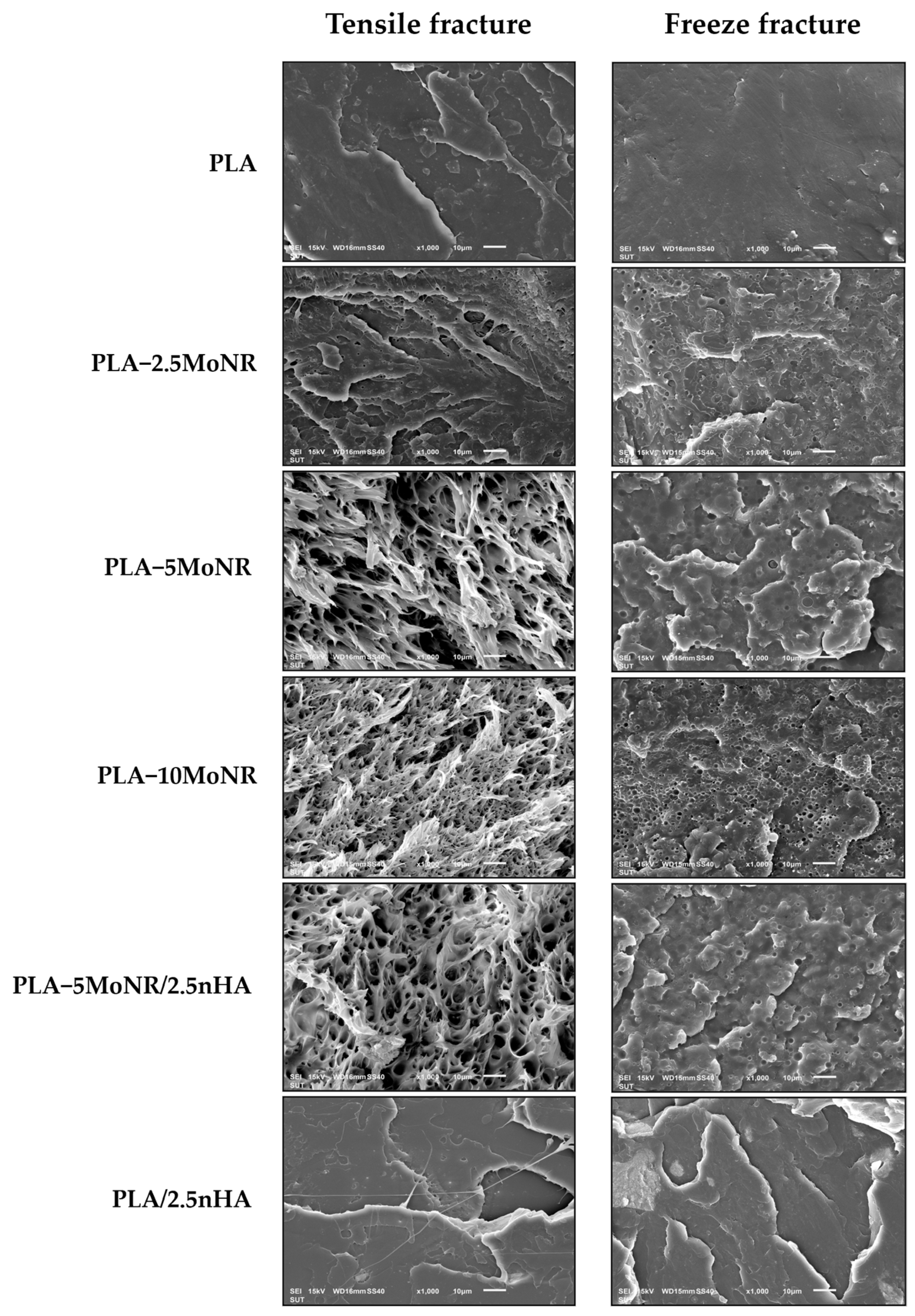Polymers 16 00812 g006