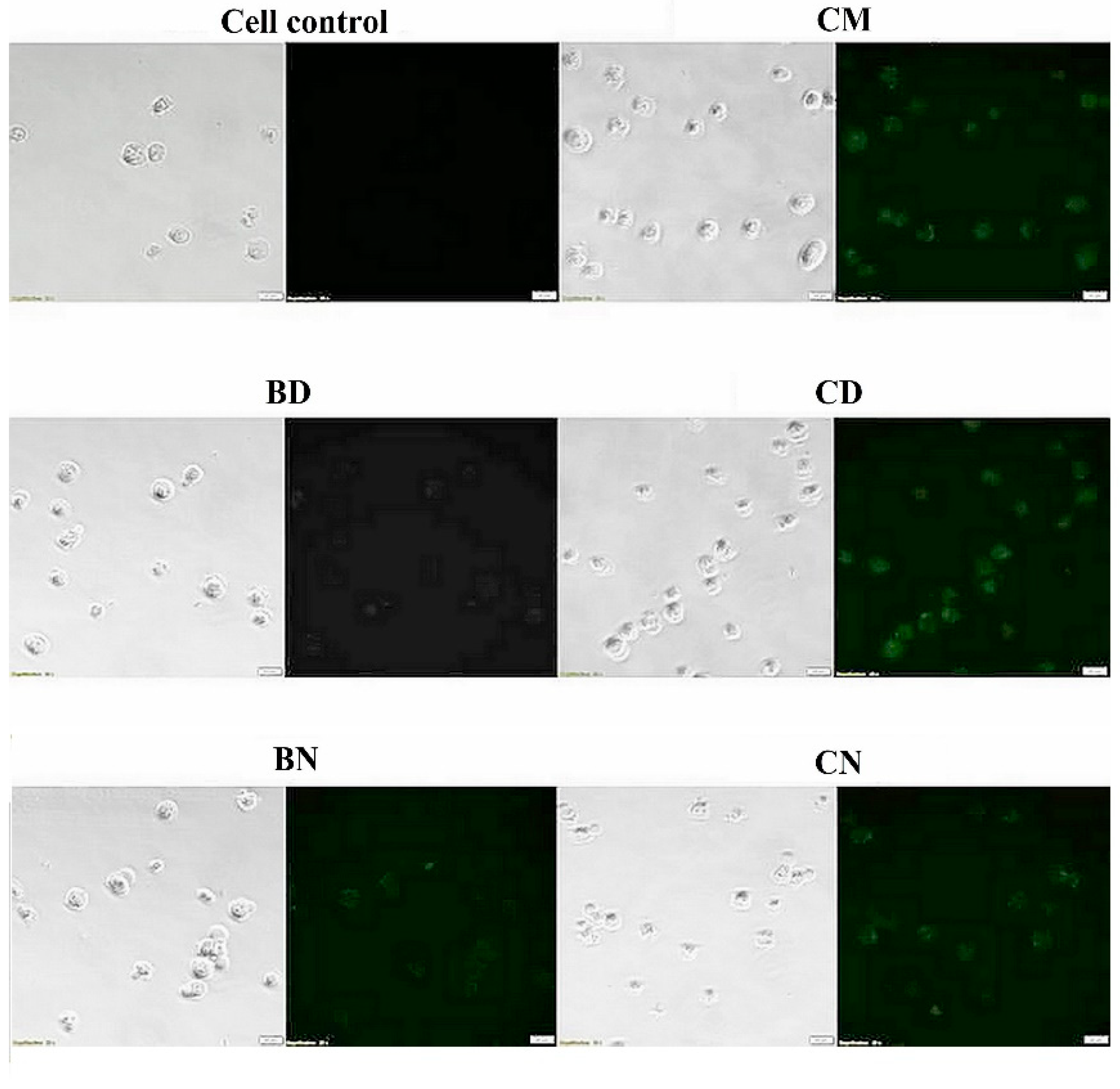 Polymers 16 00917 g006 Polymers 16 00917 g006