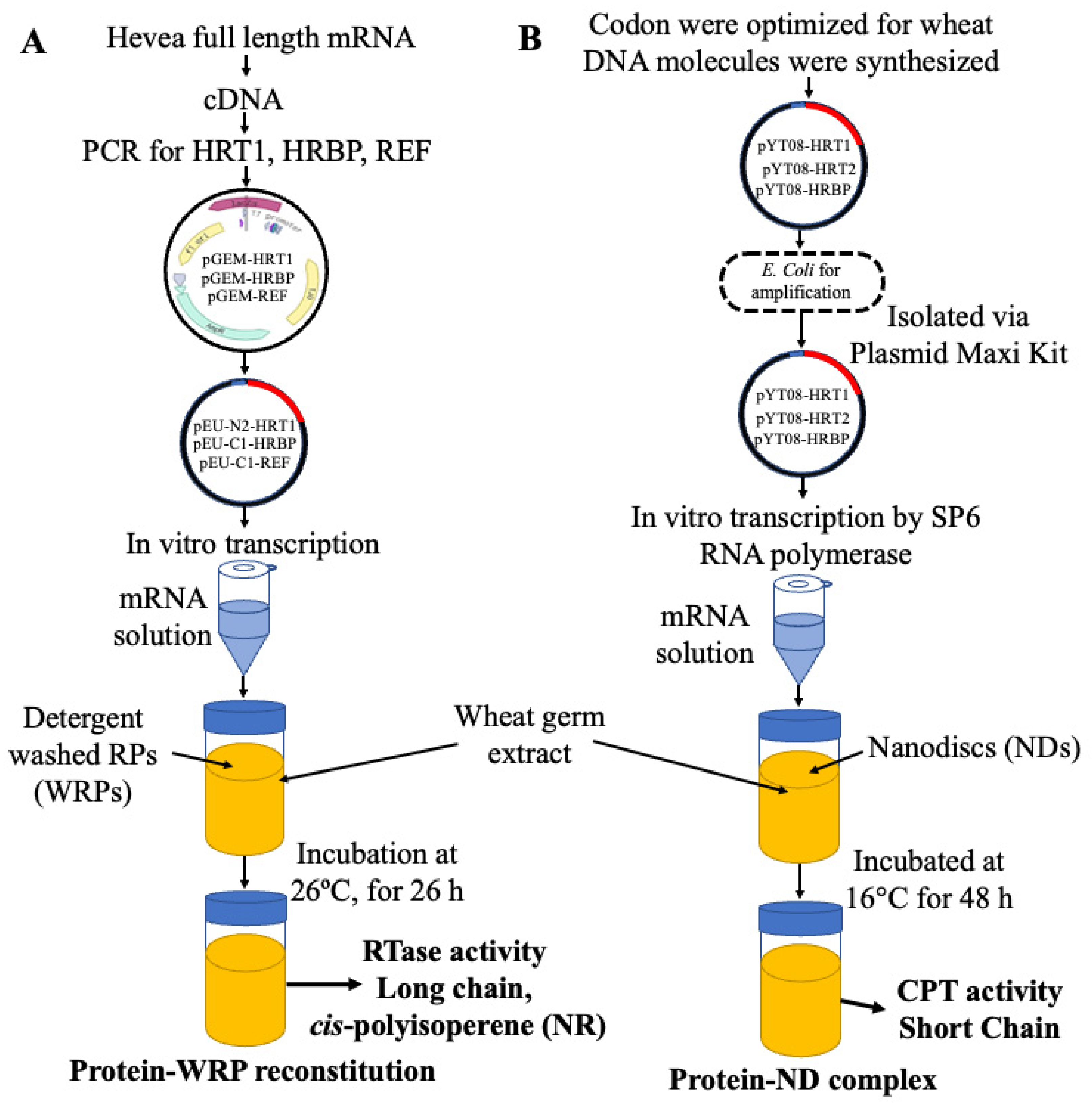 Polymers 16 01468 g003