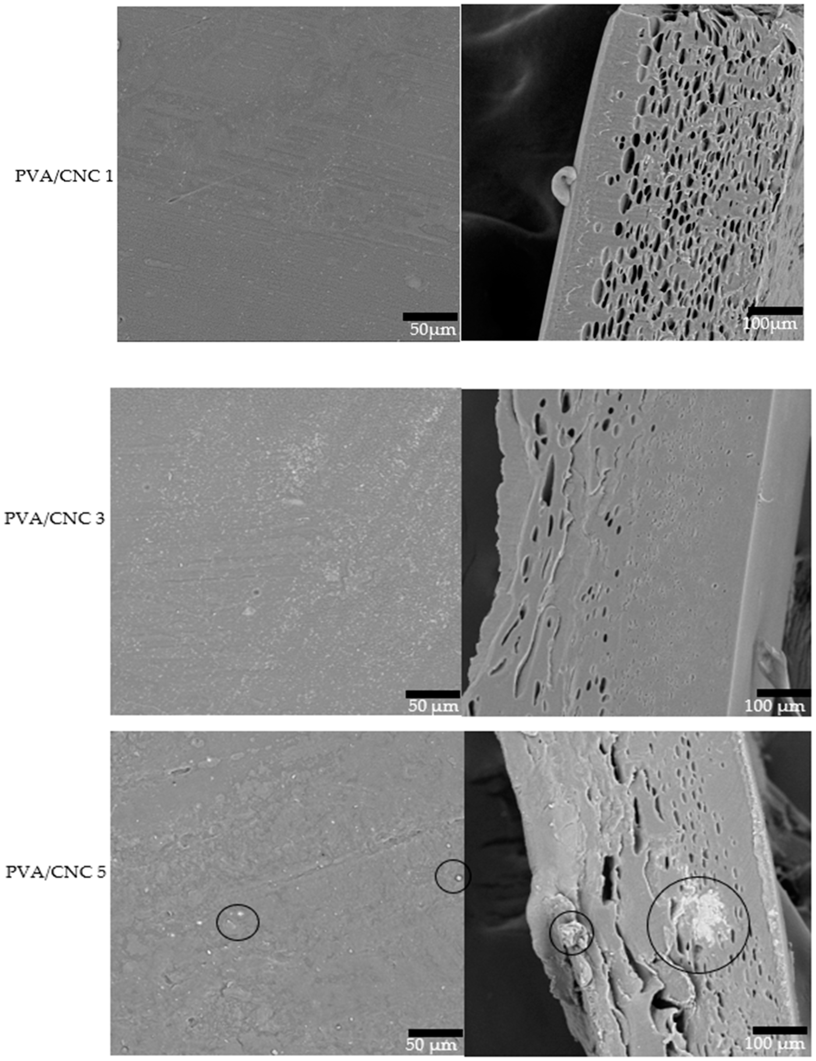 Physicochemical Properties of Cellulose Nanocrystals Extracted from ...