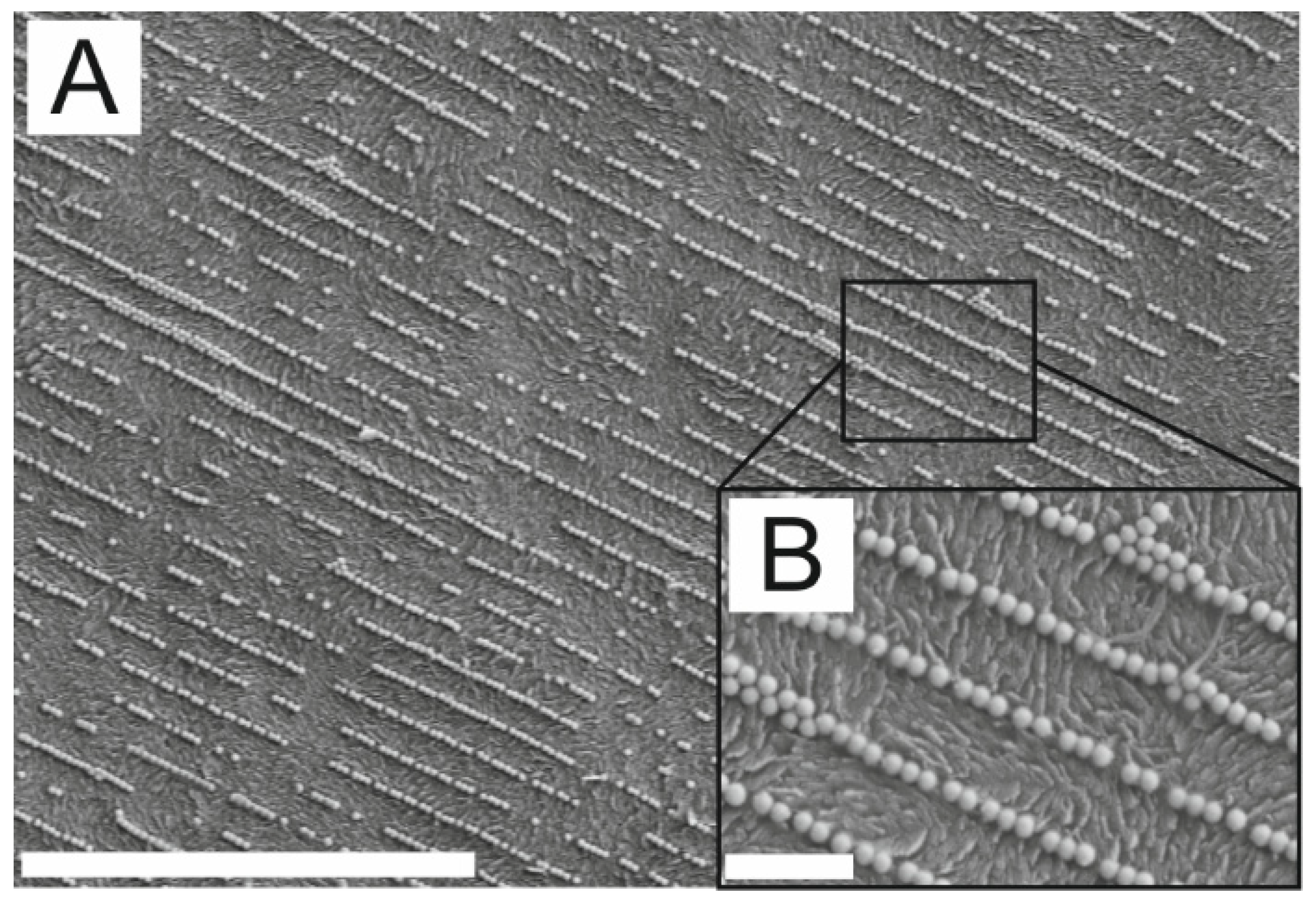 Polymers 16 01553 g003