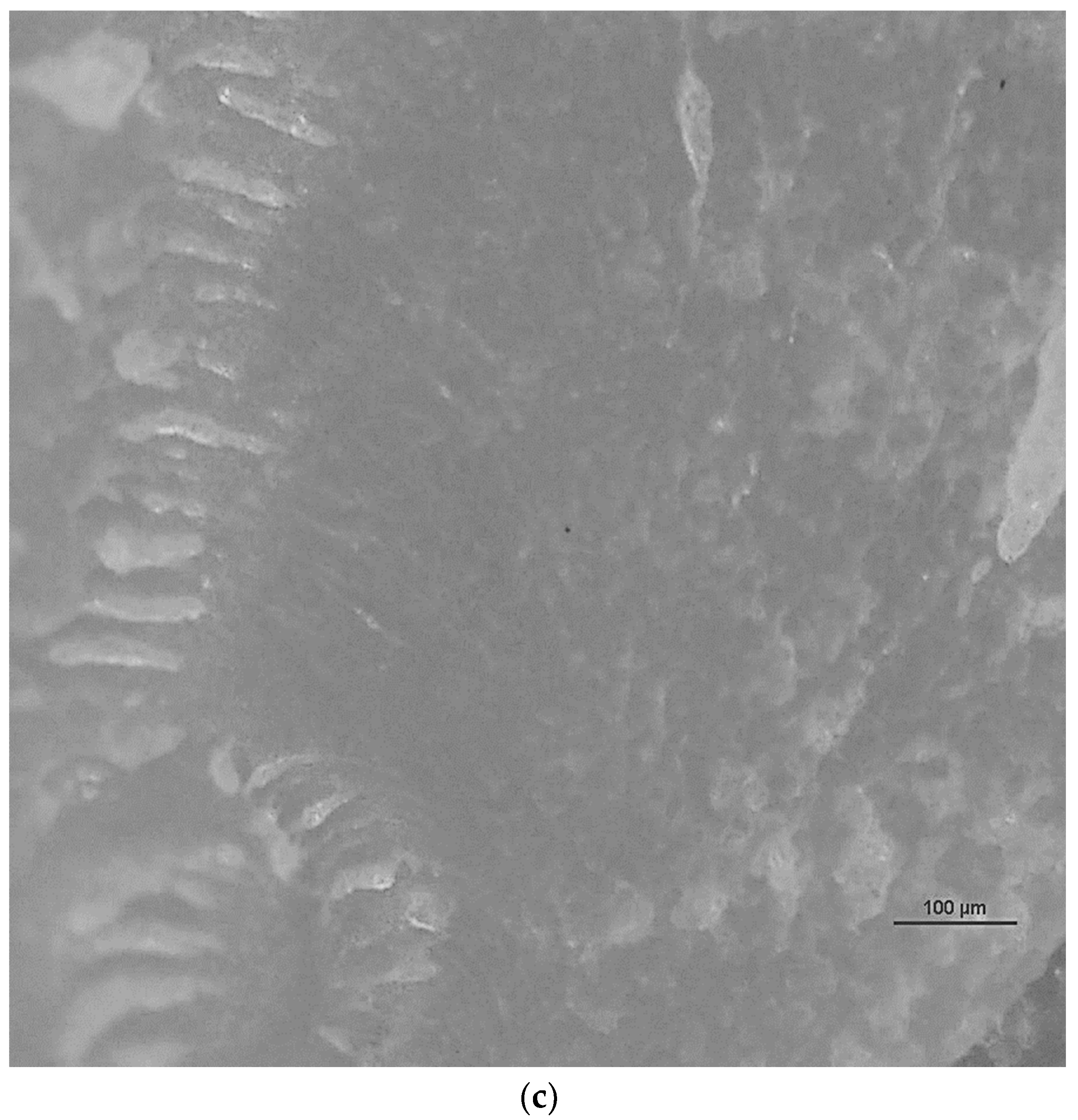 Polymers 16 01619 g007b