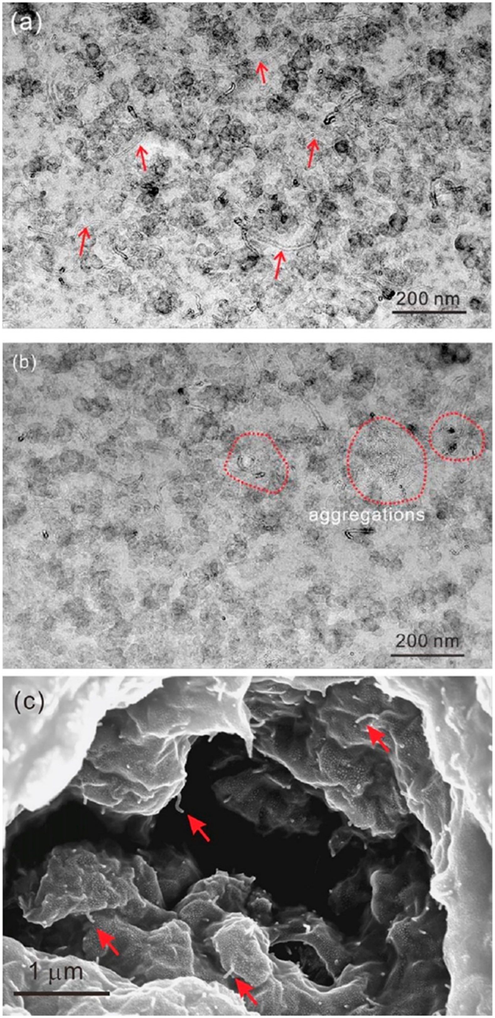 Polymers 16 01899 g013