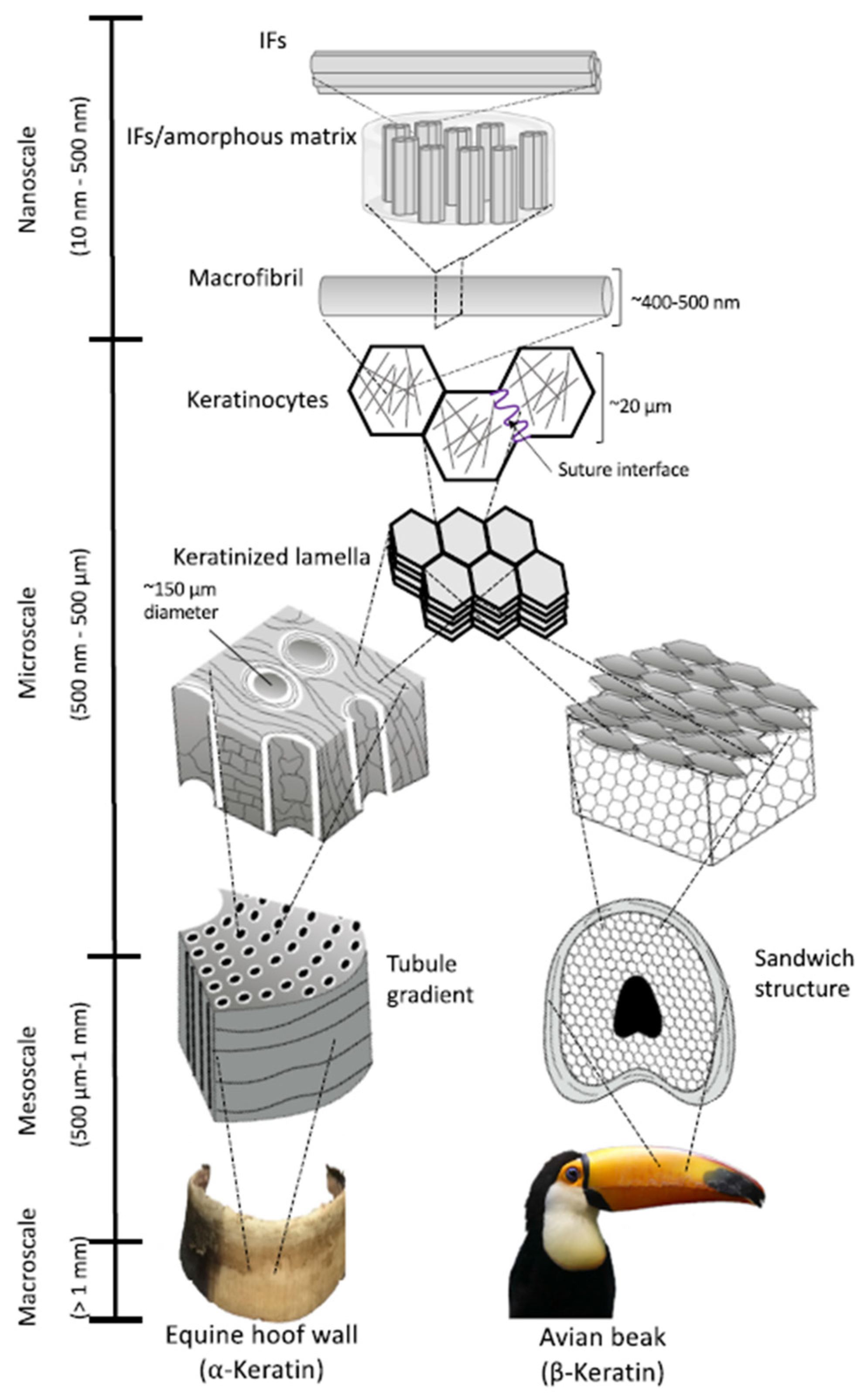 Polymers 16 01999 g005