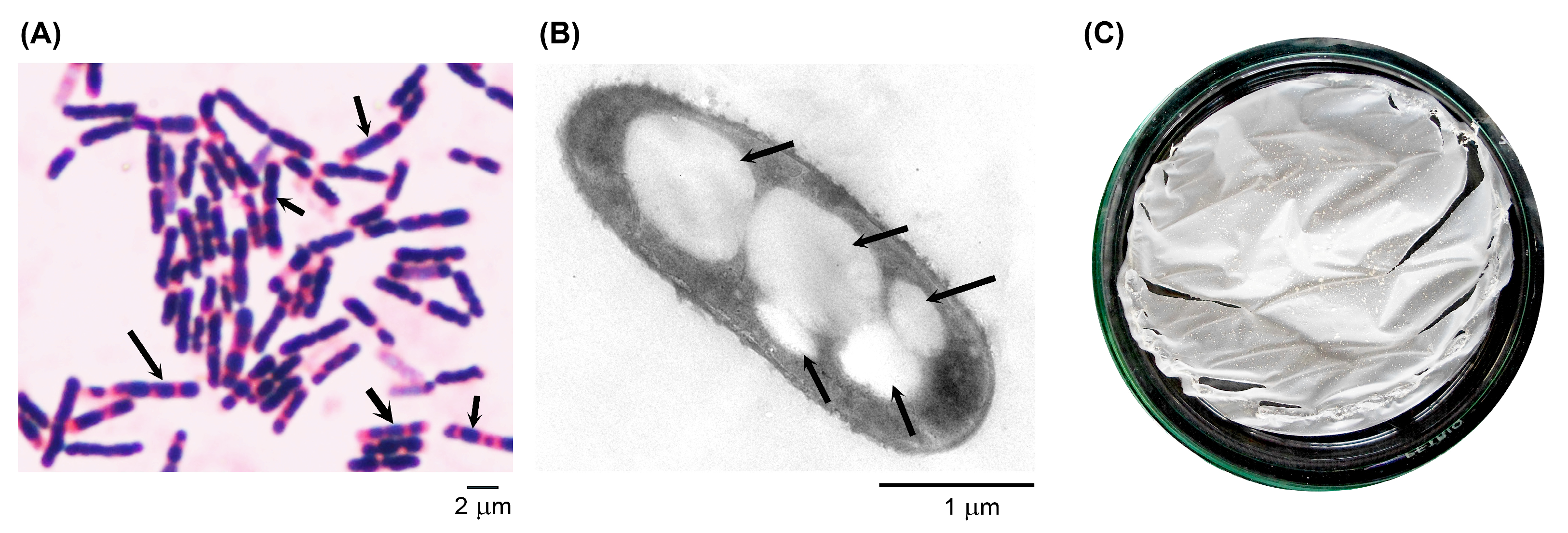 Polymers 16 02015 g004