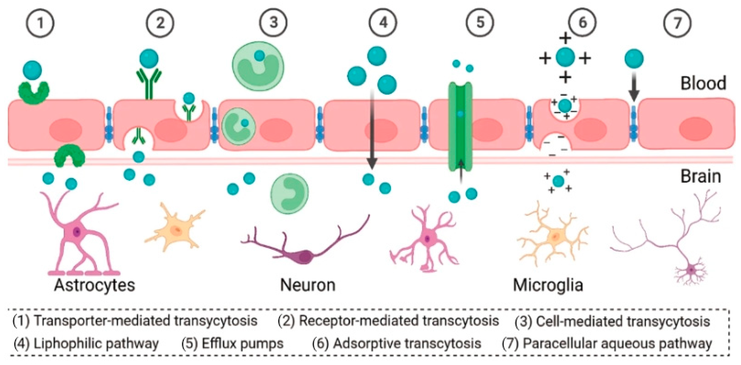 Polymers 16 02022 g005