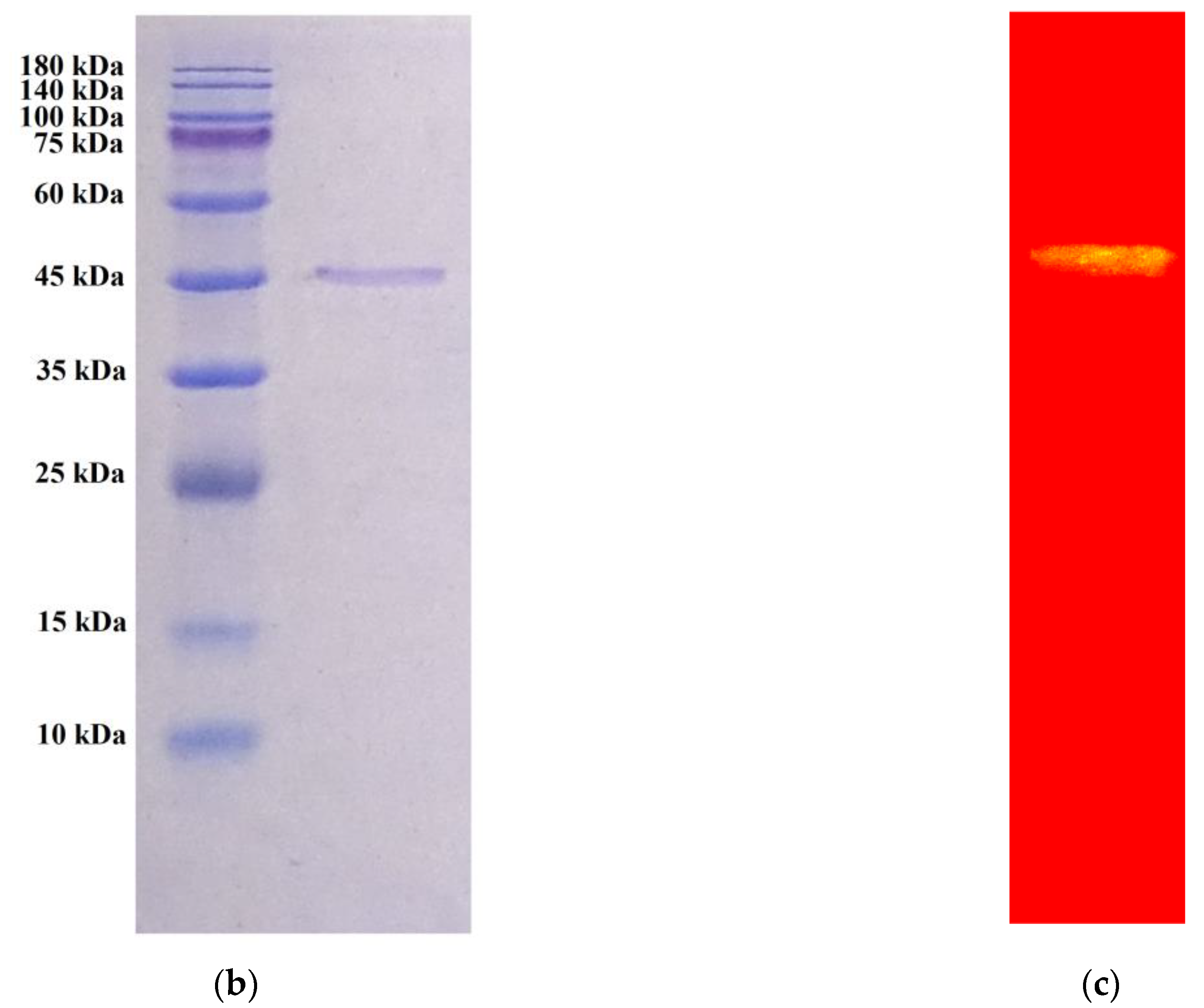 Polymers 16 02037 g002b Polymers 16 02037 g002b