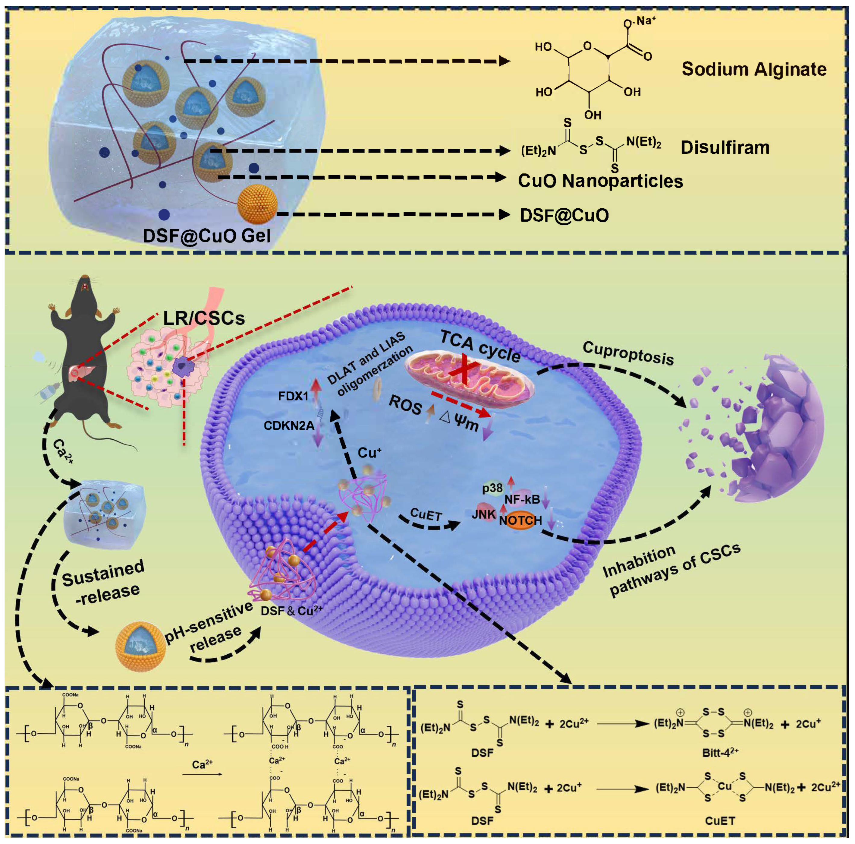 Polymers 16 02418 sch001