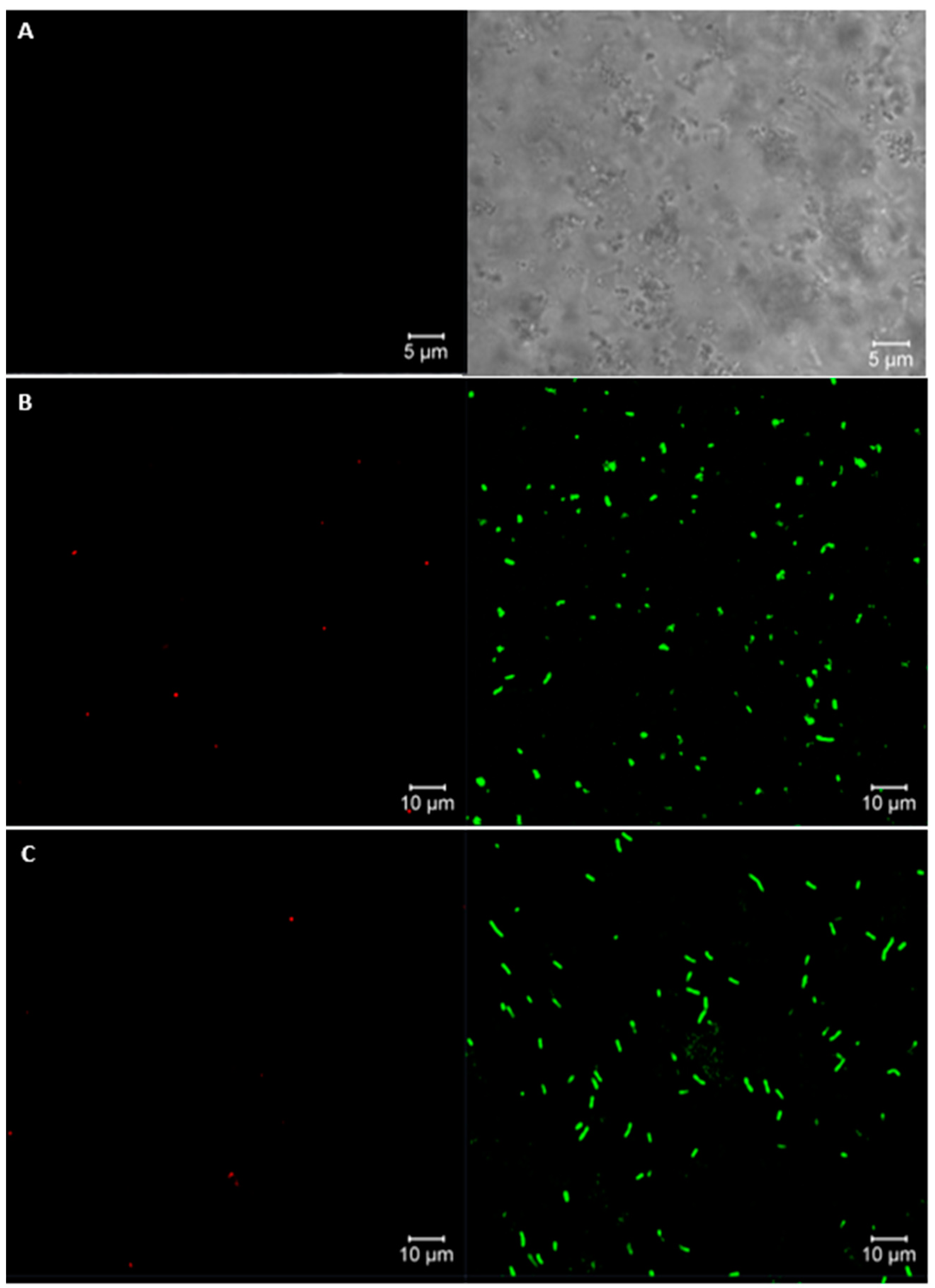 Polymers 16 02492 g002